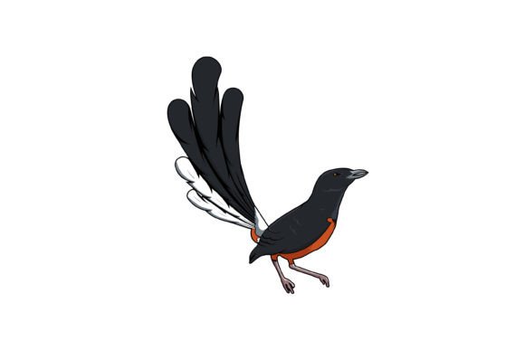 Magpie Robin Bird Design Vector Review